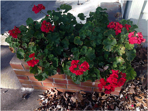 Geraniums blooming in mid-Missouri on November 19, 2015. Photo Credit: P. Guinan