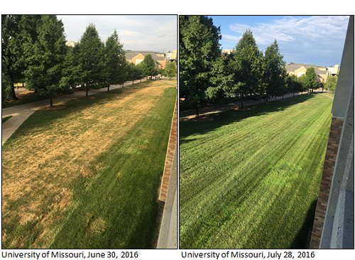 Comparison pictures of University of Missouri lawn on June 30, 2016 & July 28, 2016