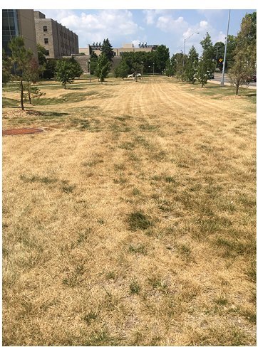 University of Missouri, Rollins and College Avenue, Columbia, MO, June 20, 2016