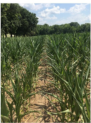 South Farm Research Center, Columbia, MO, June 20, 2016