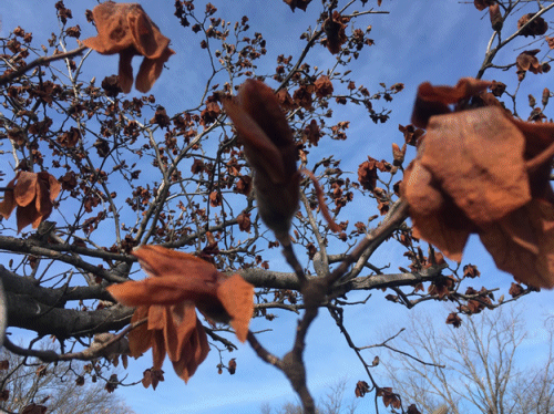 Freeze damage to Magnolia blossoms in Columbia, MO, Mar 15, 2017. Photo: P. Guinan