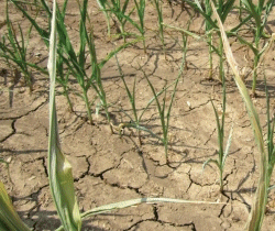 corn crop