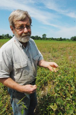 Brown shows waterhemp in a spare stand of soybean crop that received too much rain. Constant rains washed away herbicides that kill the prolific weed.