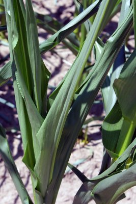 Corn leaves 